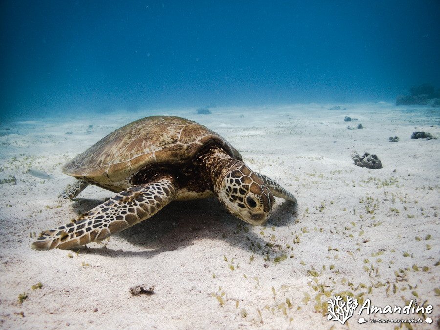 Chelonia mydas (tortue verte)