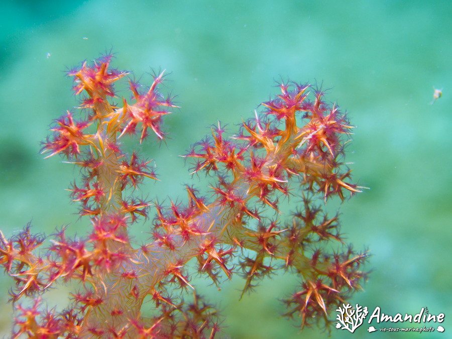 Dendronephthya sp.