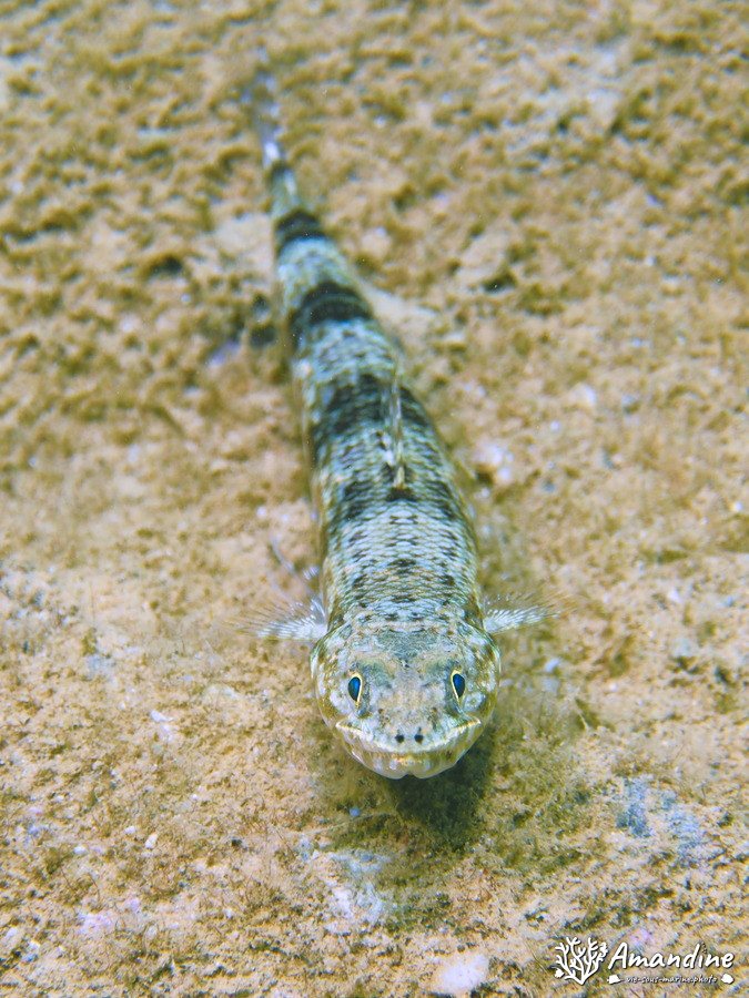 Saurida gracilis