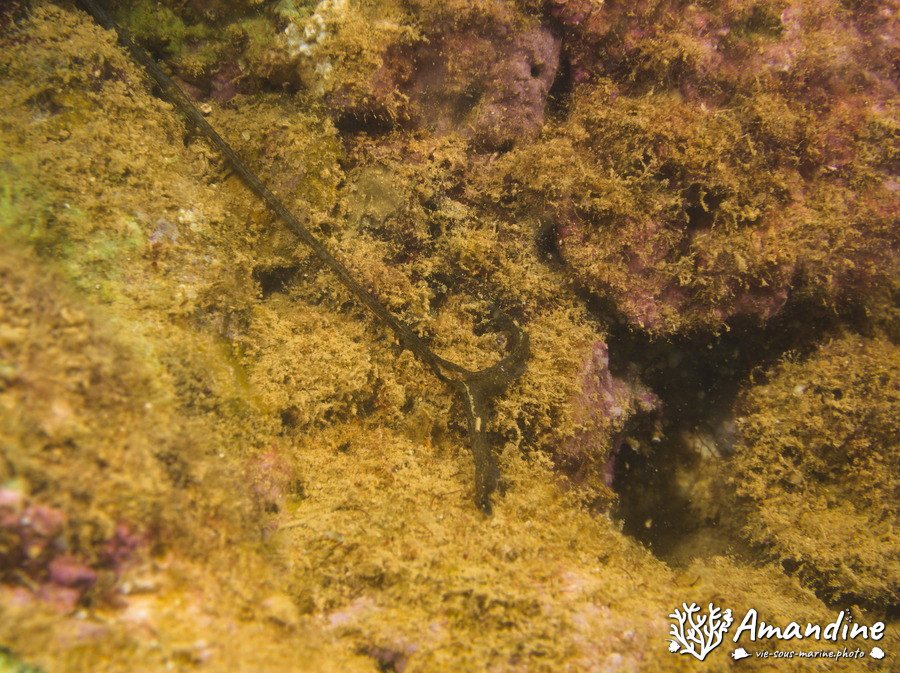 Bonellia sp.