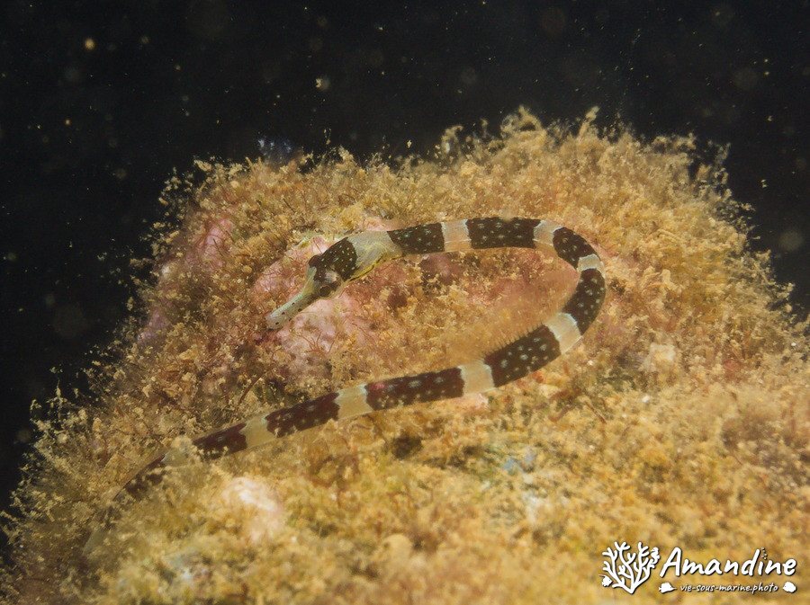 Corythoichthys amplexus