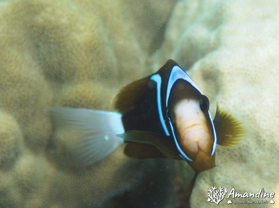 Amphiprion akindynos