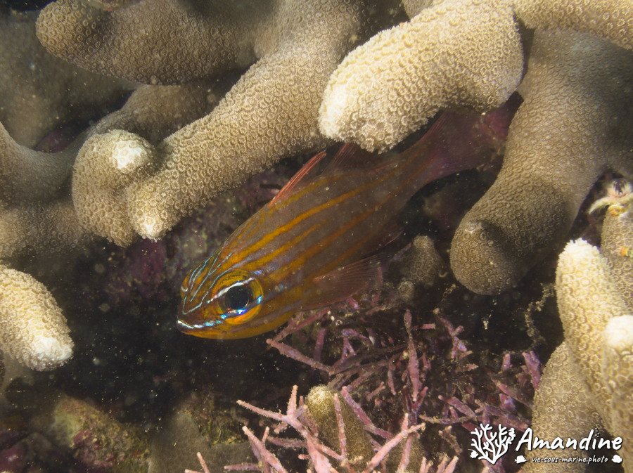 Ostorhinchus cyanosoma