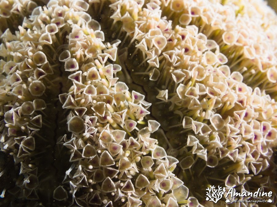 Toxopneustes pileolus