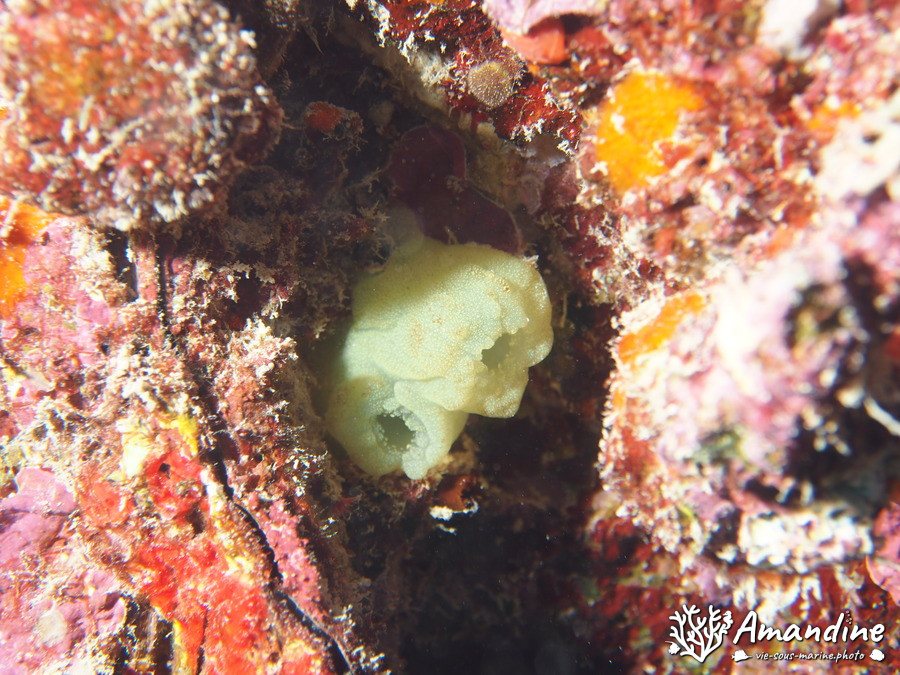 Pallusia julinea