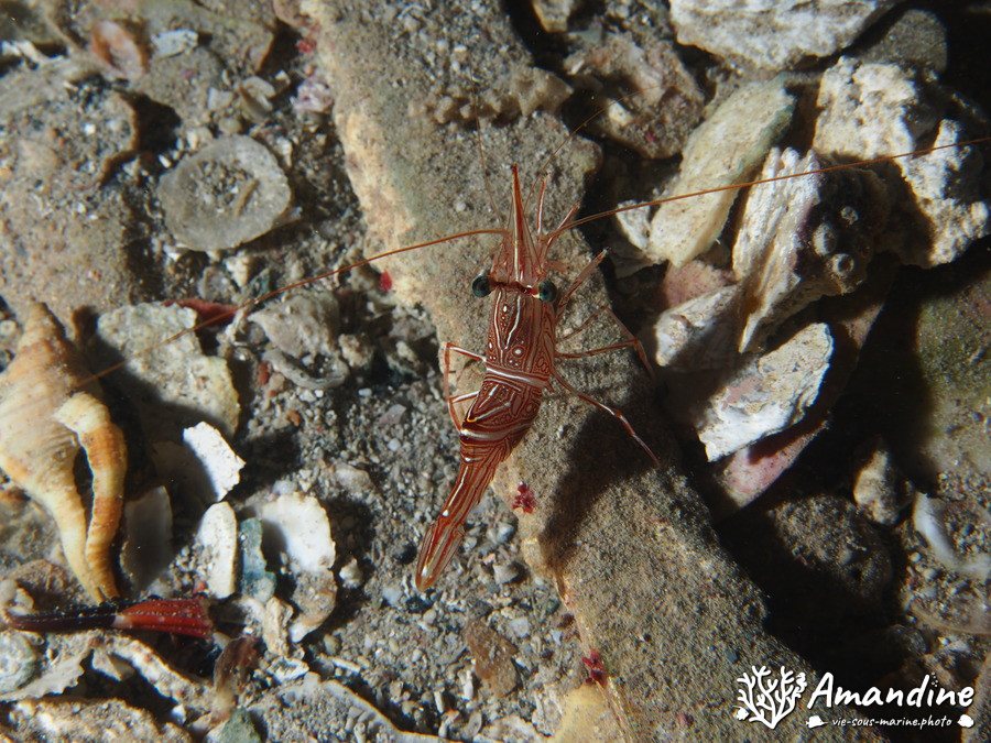 Rhynchocinetes durbanensis