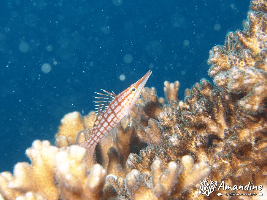 Oxycirrhites typus