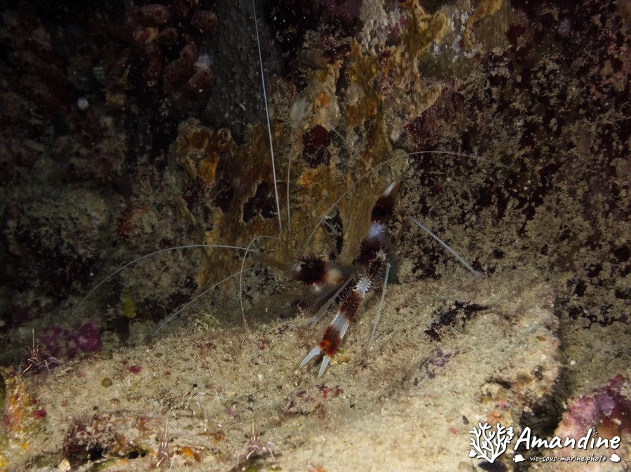 Stenopus hispidus