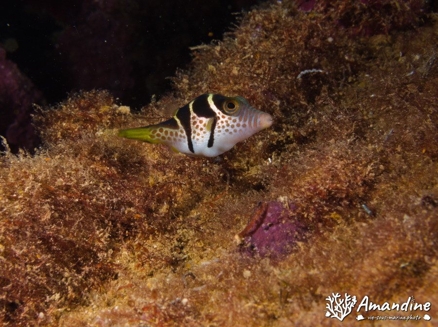 Canthigaster valentini