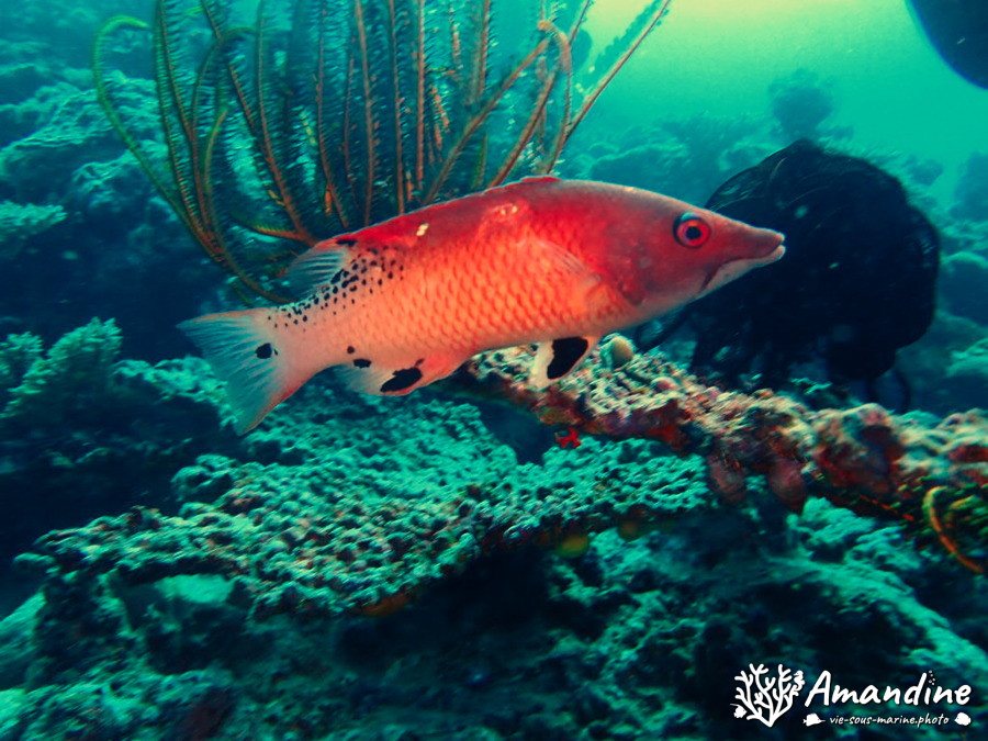 Bodianus dictynna
