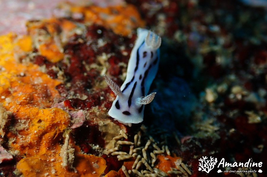 Mollusques