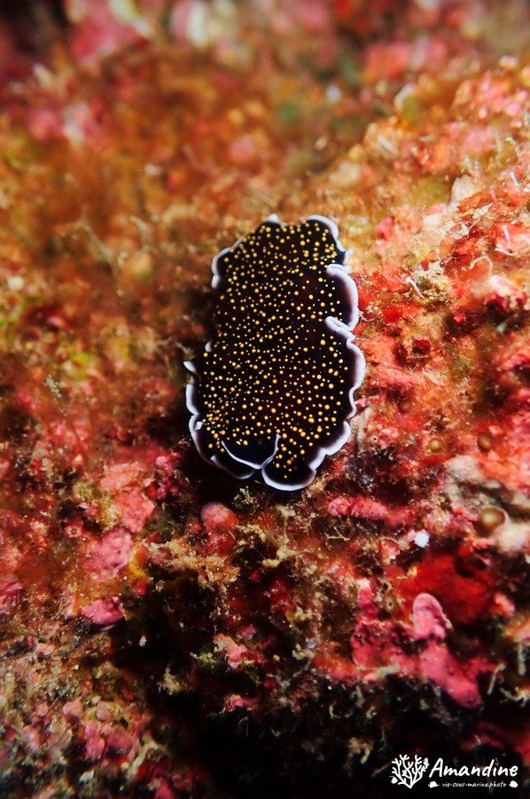 Organismes vermiformes