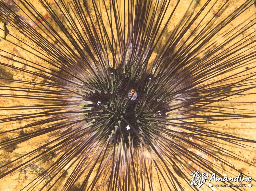 Diadema setosum