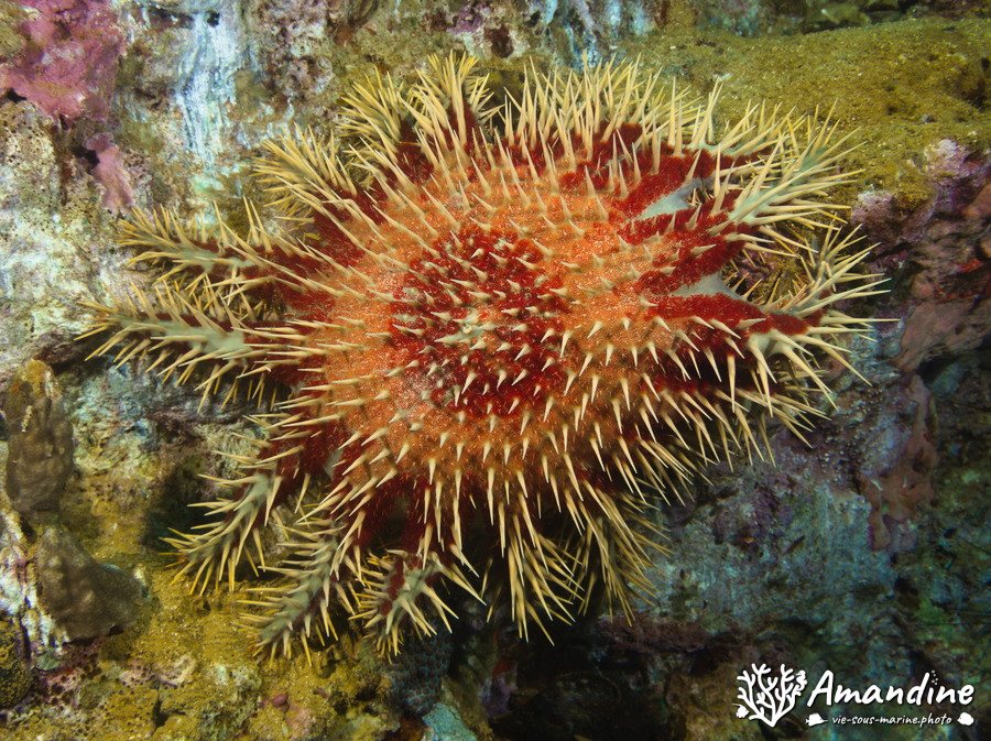 Acanthaster planci