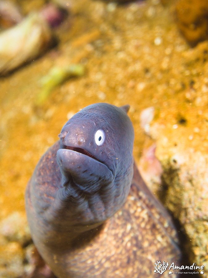 Gymnothorax thyrsoideus