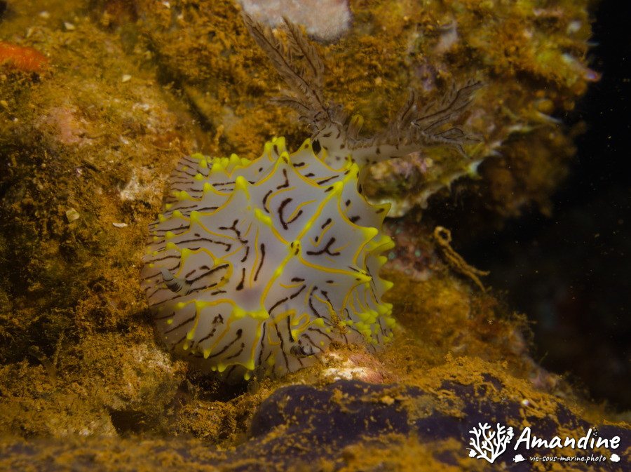 Halgerda willeyi