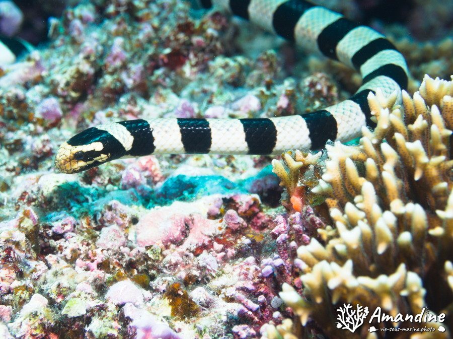 Serpent marin