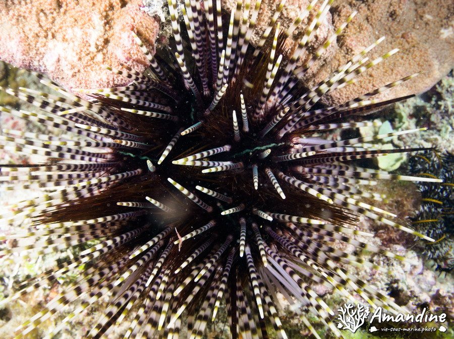 Echinotrix diadema