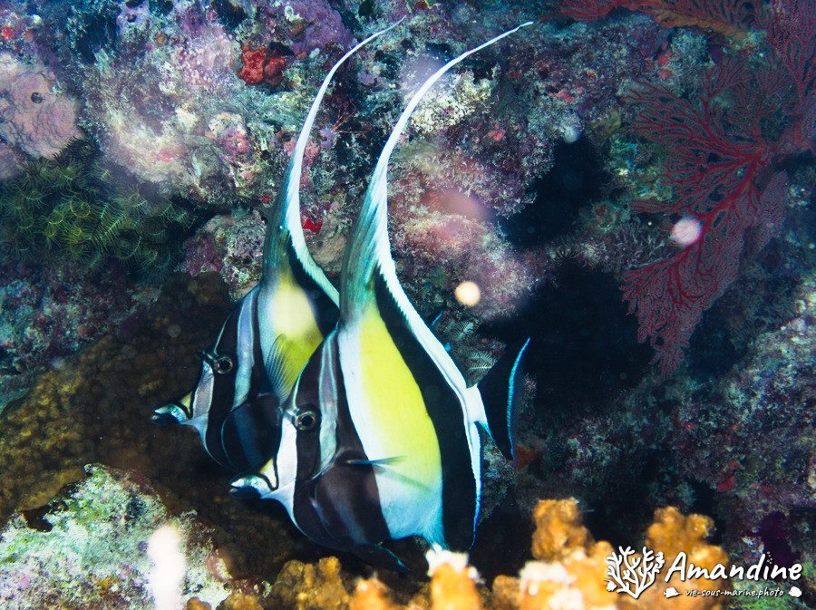 Zanclus cornutus