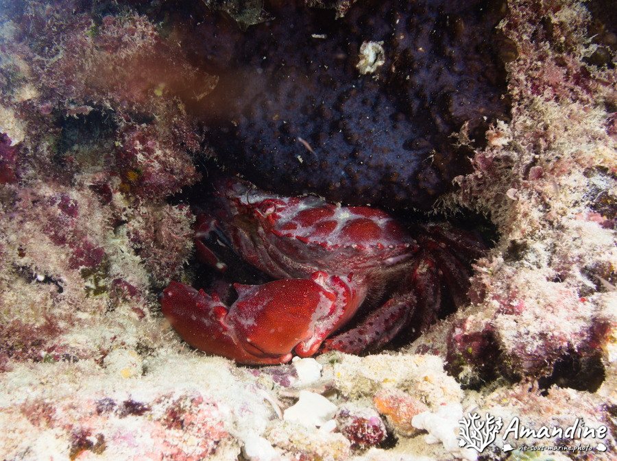Crabe