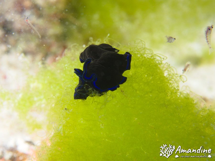 Organismes vermiformes