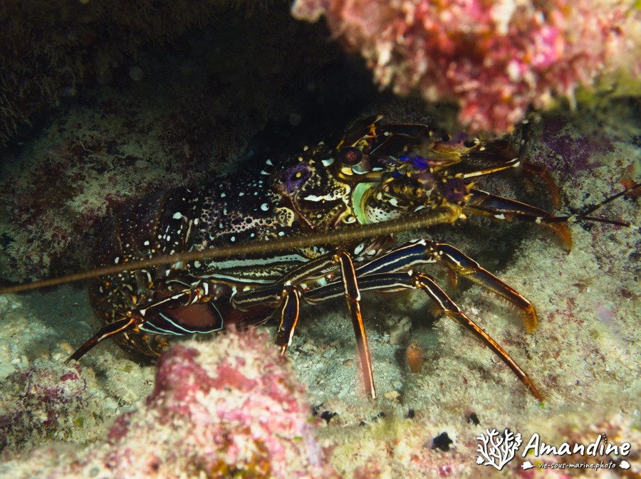 Langouste