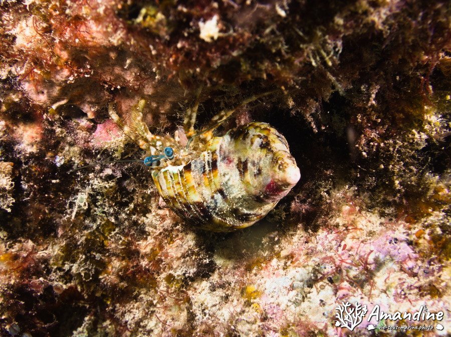 Crustacés