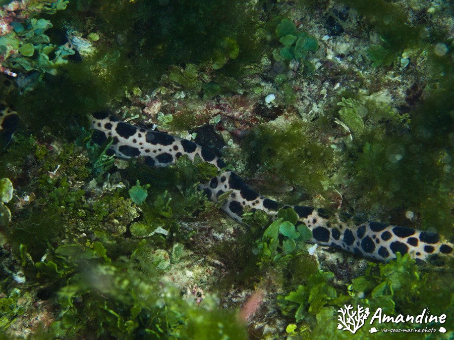 Scuticaria tigrina