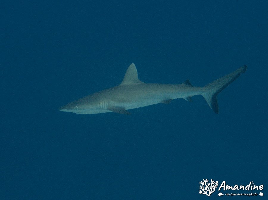 Requin gris de récif