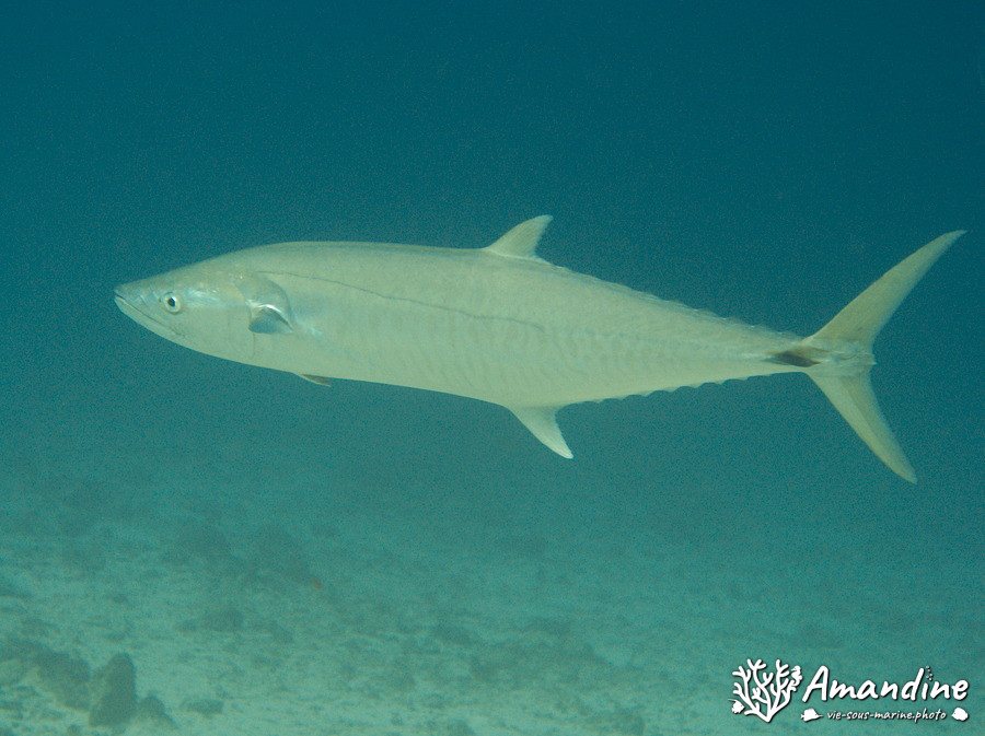 Tazar