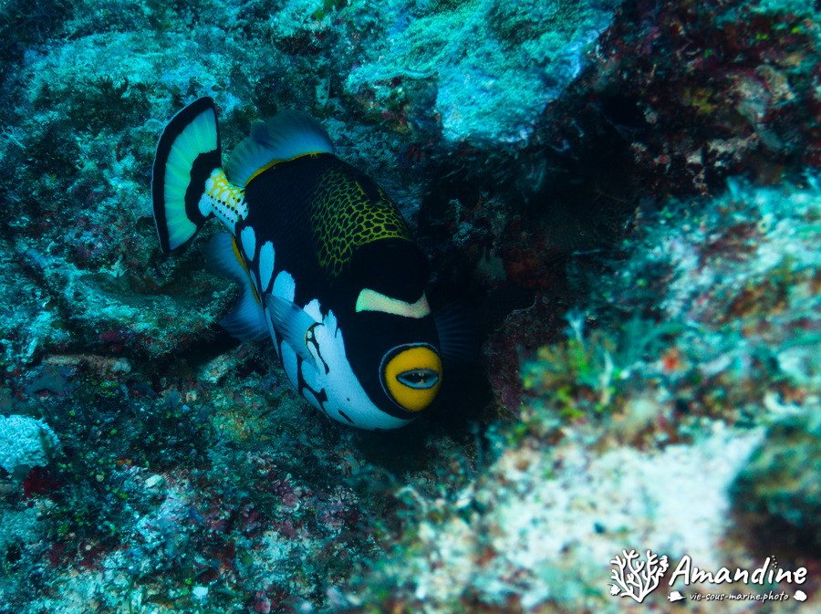 Balistoides conspicillum