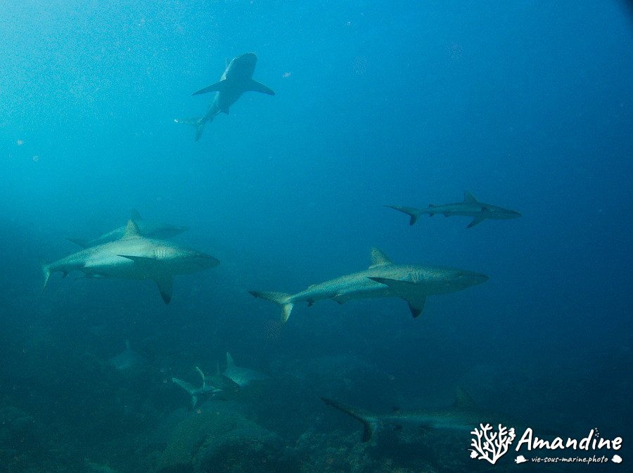 Requin gris de récif