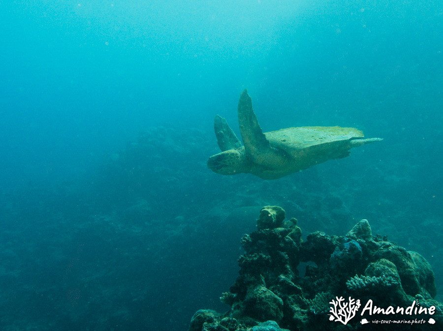 Caretta caretta (tortue grosse tête)