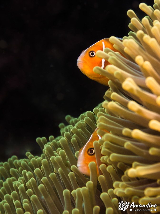 Amphiprion perideraion