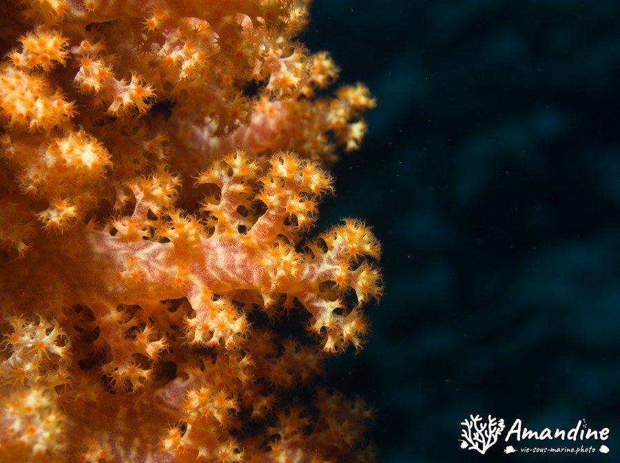 Dendronephthya sp.
