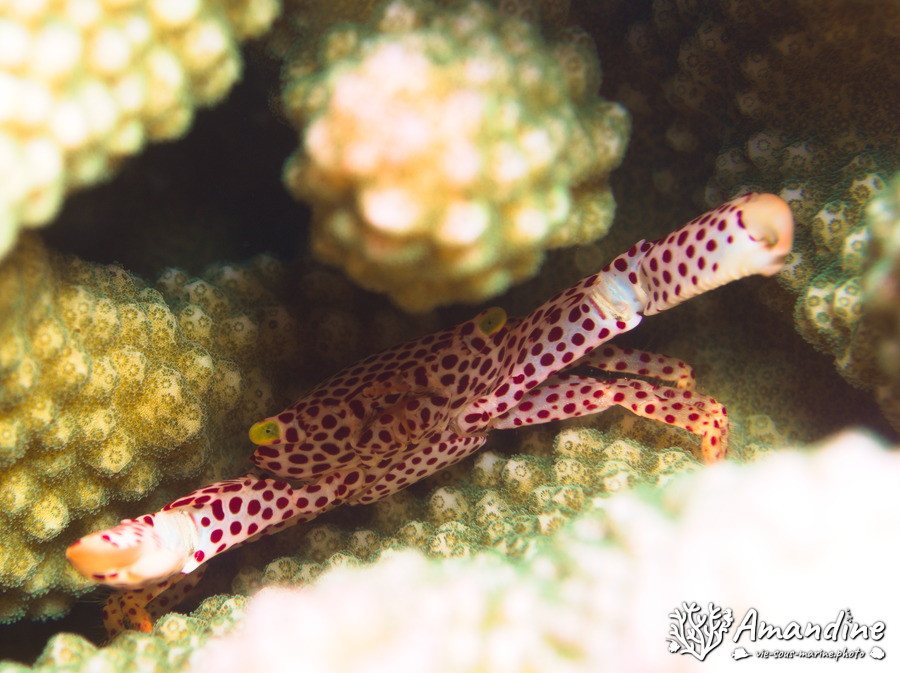 Trapezia rufopunctata