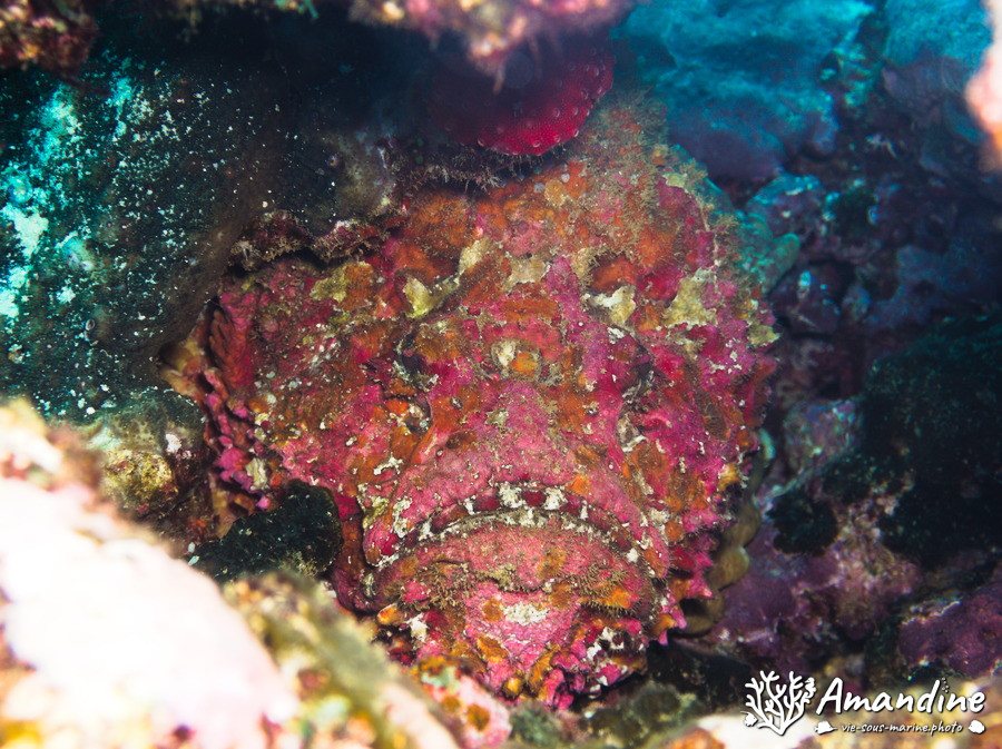 Synanceia verrucosa