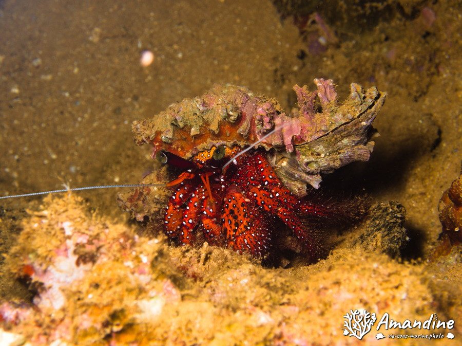 Dardanus megistos