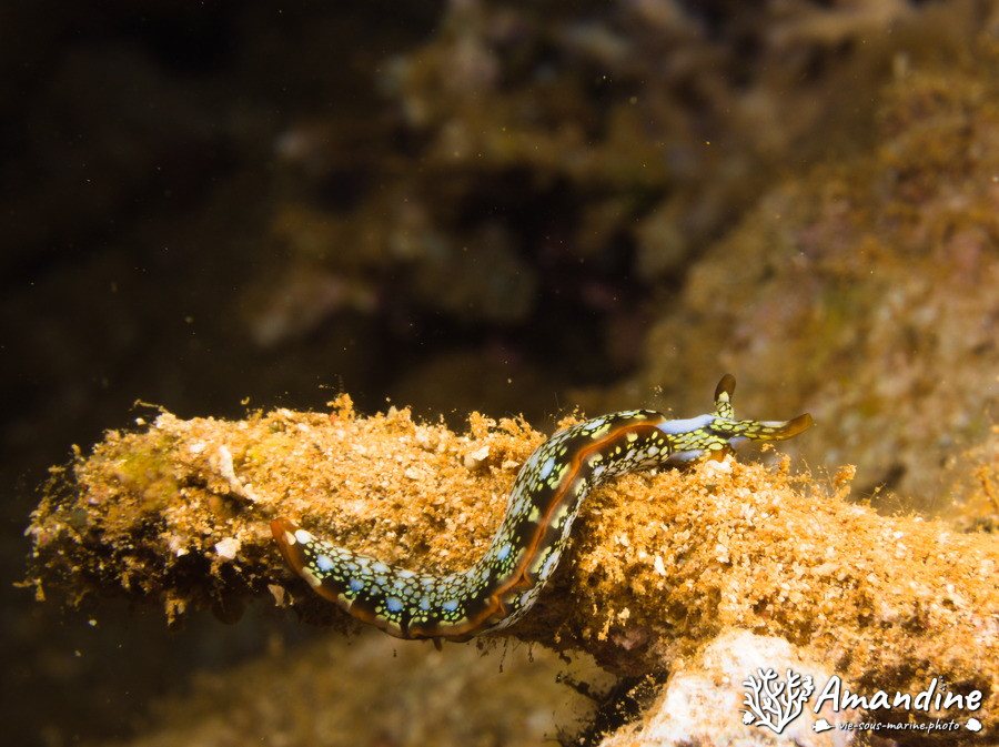 Limaces de mer