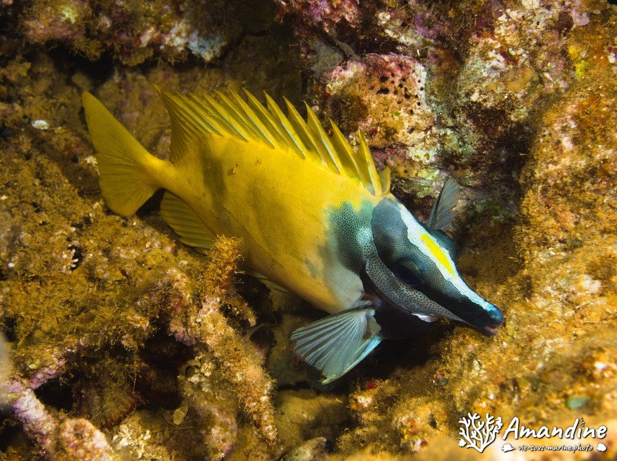 Siganus vulpinus