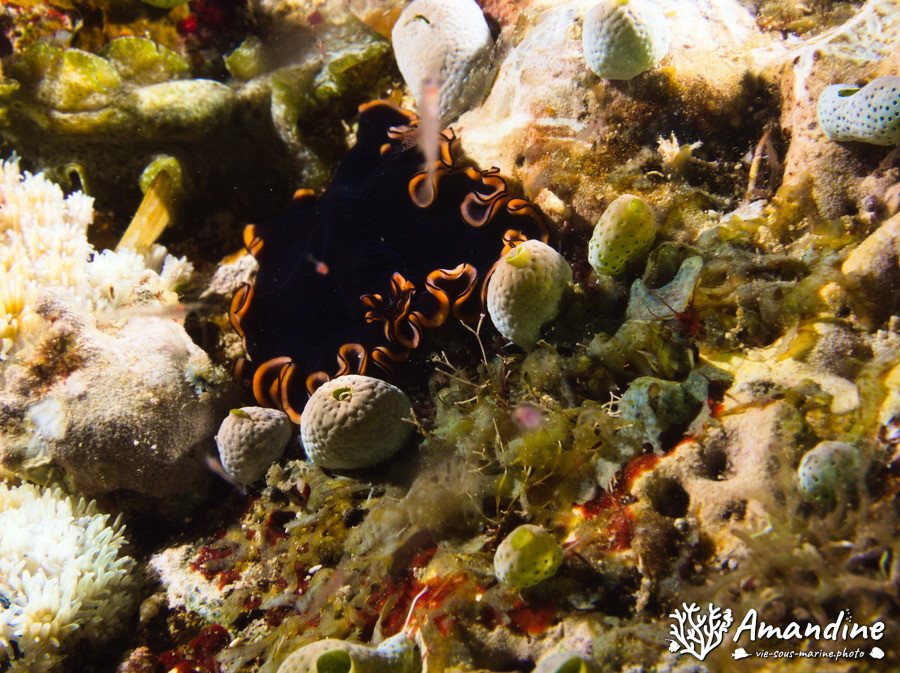 Pseudobiceros affinis
