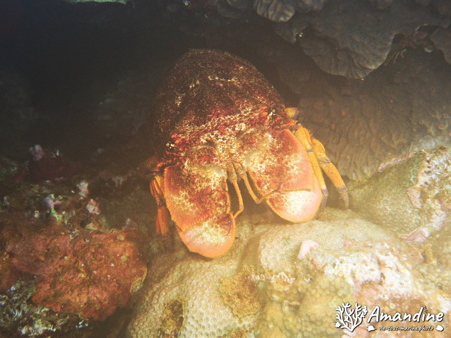 Langouste