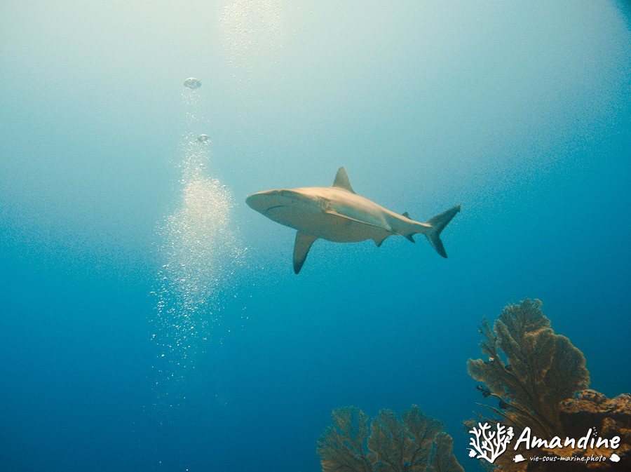 Requin gris de récif