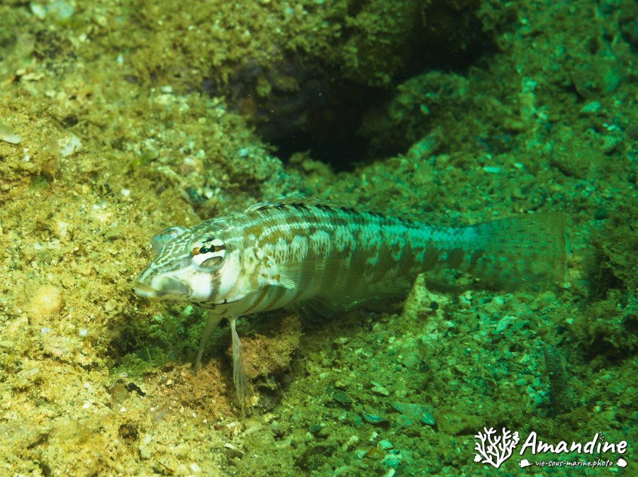 Parapercis australis