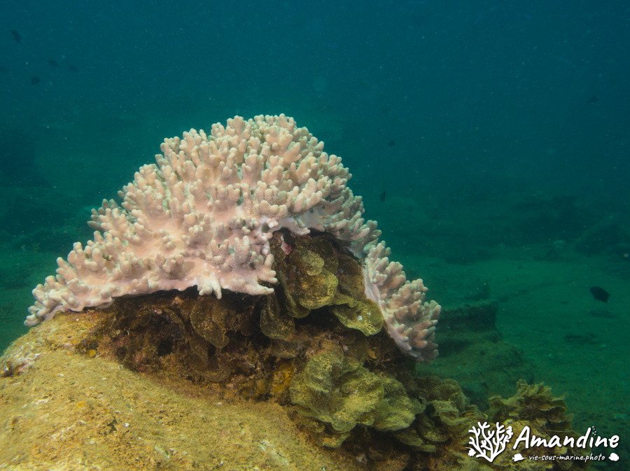 Sarcophyton
