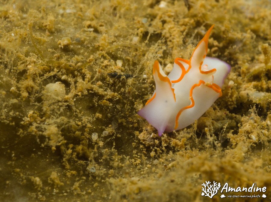 Sagaminopteron ornatum