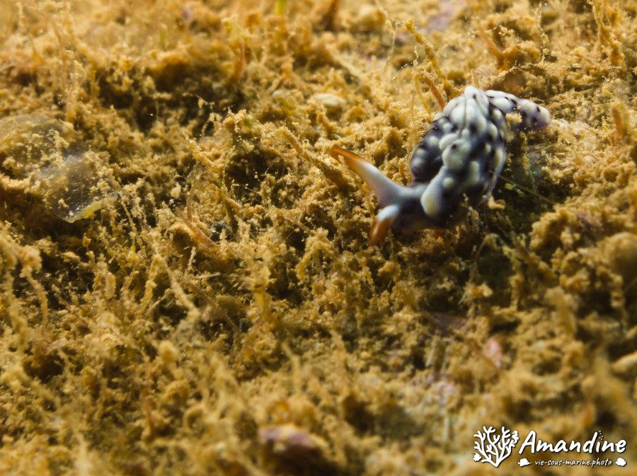 Thuridilla sp.