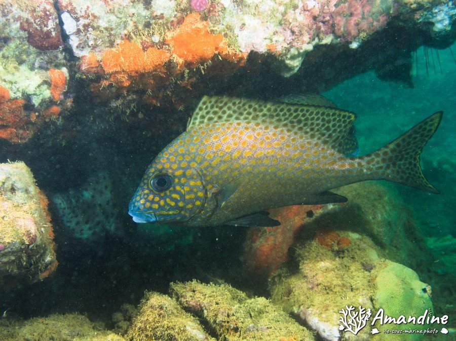 Diagramma picta