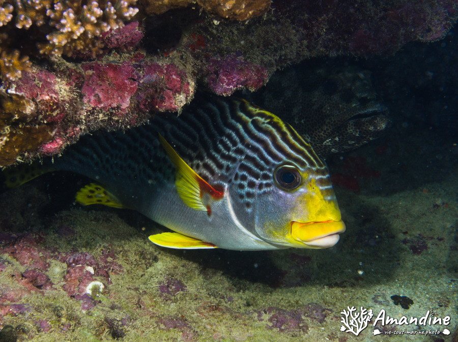 Plectorhinchus lineatus