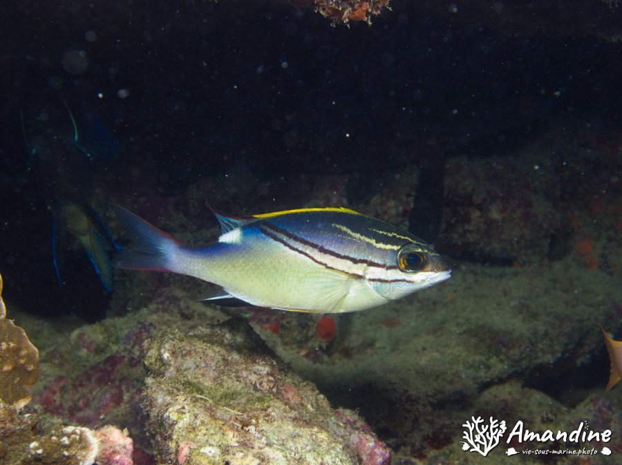 Scolopsis bilineata